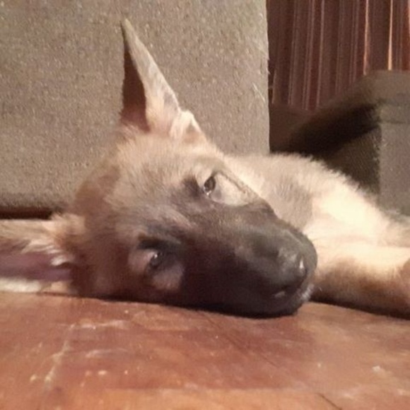 Meet your Posher, Randy - Picture 1 of 1